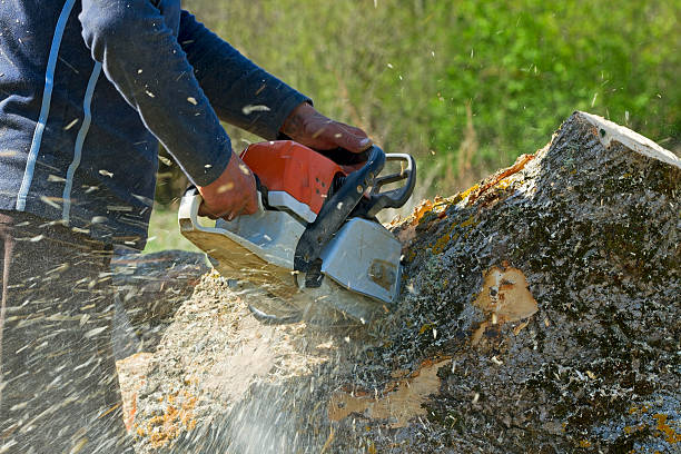 Best Hazardous Tree Removal  in USA